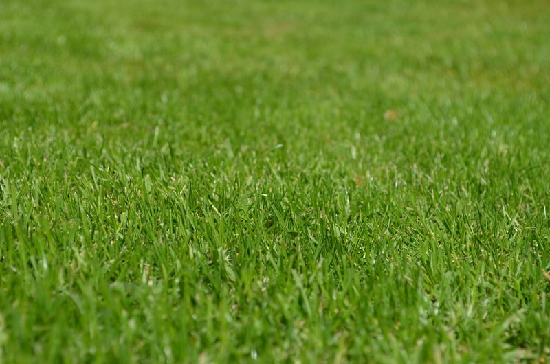 Therapeutic Greenery