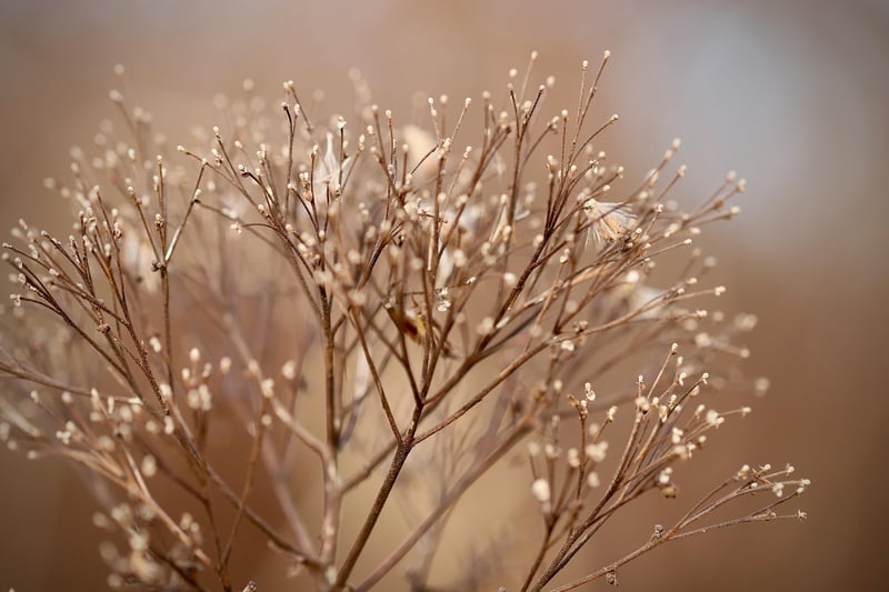 Therapeutic Greenery